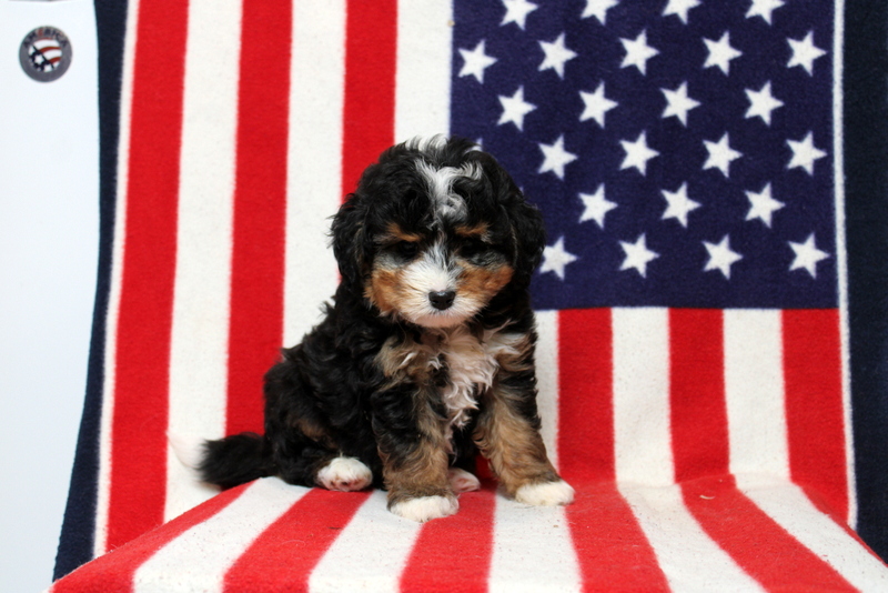 puppy, for, sale, Mini Bernedoodle, Matthew B. Stoltzfus, dog, breeder, Gap, PA, dog-breeder, puppy-for-sale, forsale, nearby, find, puppyfind, locator, puppylocator, aca